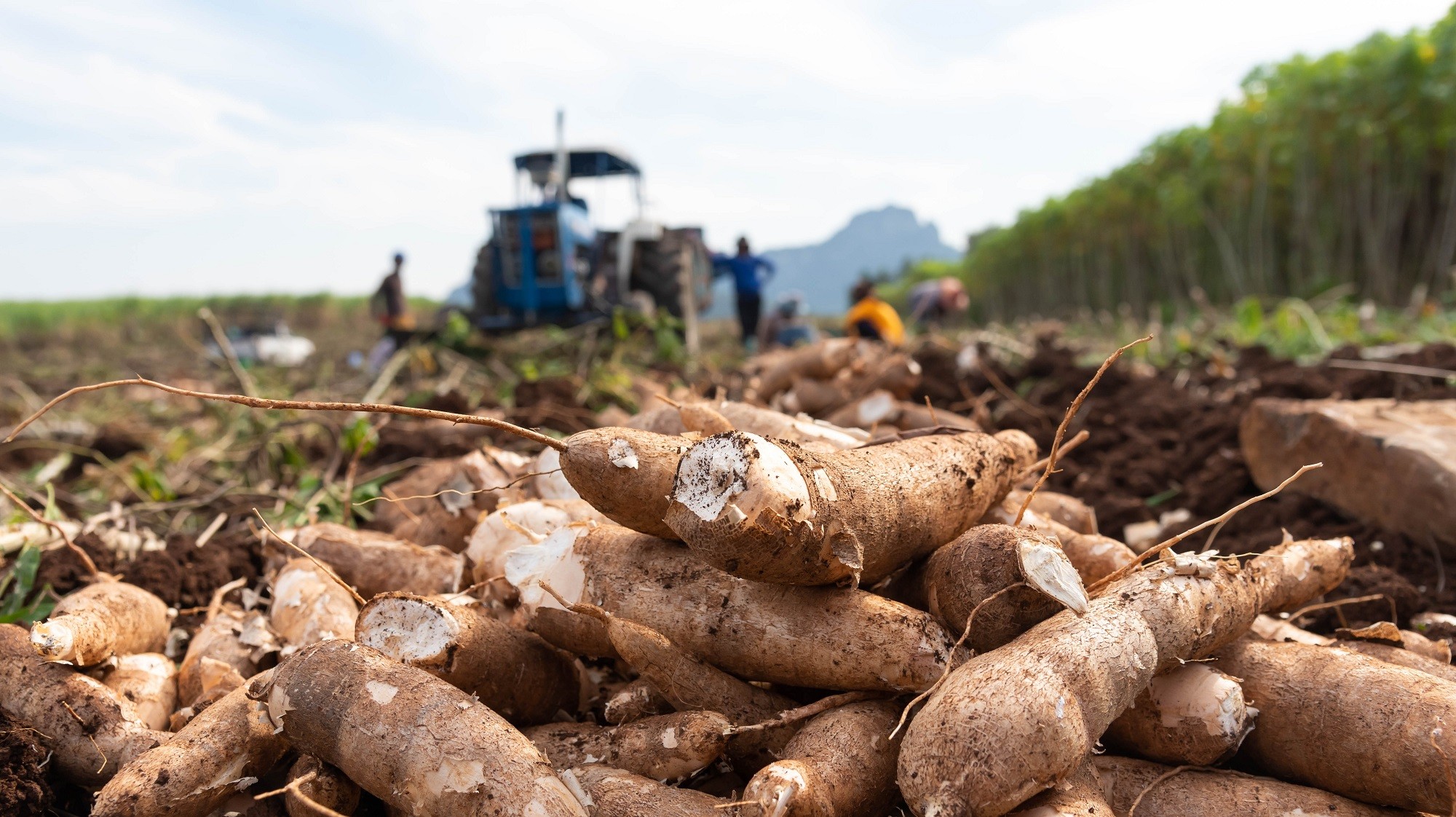 Exploring Nigeria’s Cassava Potential: A Shift from Oil Dependency